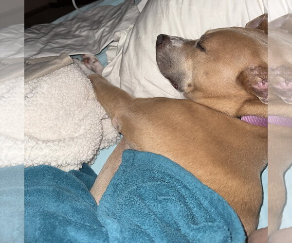 Medium Photo #3 Mutt Puppy For Sale in Fargo, ND, USA