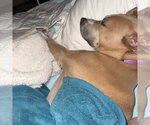 Small #2 Mutt