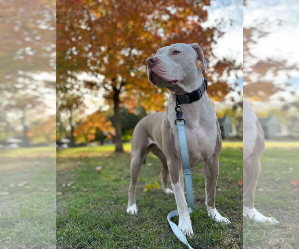 Medium Photo #12 American Pit Bull Terrier-Unknown Mix Puppy For Sale in Germantown, OH, USA