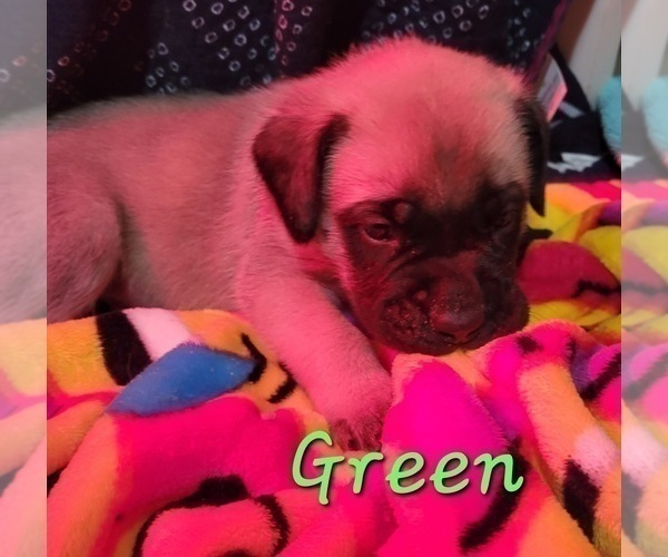 Medium Photo #2 Mastiff Puppy For Sale in MURRYSVILLE, PA, USA