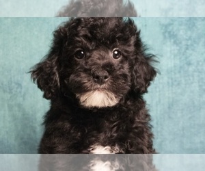 Poodle (Miniature) Puppy for sale in WARSAW, IN, USA