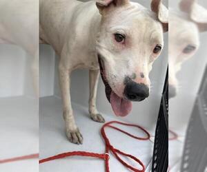 American Staffordshire Terrier Dogs for adoption in Houston, TX, USA