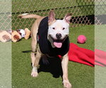 Small #21 American Bulldog-Labrador Retriever Mix