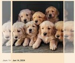 Small #18 Golden Retriever