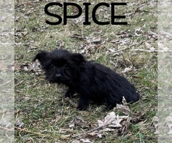 Medium Photo #3 YorkiePoo Puppy For Sale in HARTLAND, MN, USA