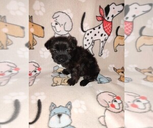 Medium YorkiePoo