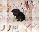 Puppy Molly YorkiePoo