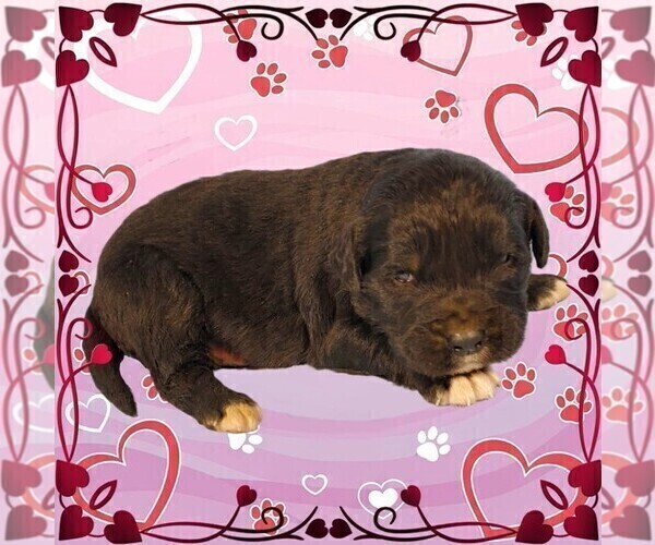 Medium Photo #2 Golden Mountain Dog Puppy For Sale in BLACK FOREST, CO, USA