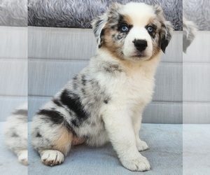 Miniature Australian Shepherd Puppy for sale in O NEALS, CA, USA