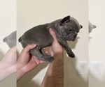 Small #4 French Bulldog