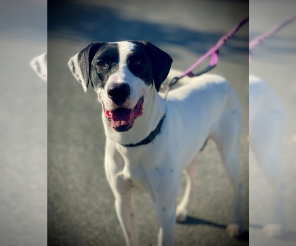 Medium Photo #2 Pointer Puppy For Sale in San Andreas, CA, USA