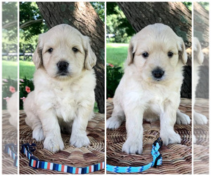 Goldendoodle (Miniature) Puppy for sale in ORLANDO, FL, USA