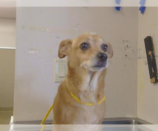 Medium Photo #1 Chihuahua Puppy For Sale in Sacramento, CA, USA