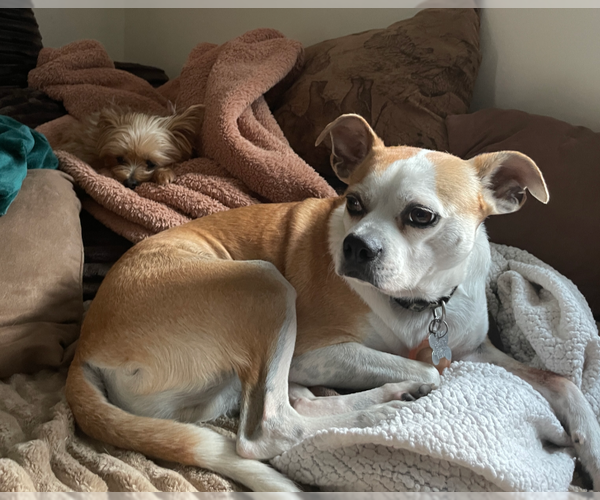 Medium Photo #16 American Pit Bull Terrier-Chihuahua Mix Puppy For Sale in Holly Springs, NC, USA