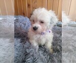 Small #1 Mal-Shi-Poodle (Toy) Mix