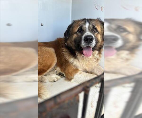 Medium Photo #1 Australian Shepherd-Unknown Mix Puppy For Sale in Houston, TX, USA