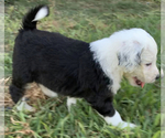 Small Photo #5 Sheepadoodle Puppy For Sale in KATY, TX, USA