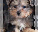 Small #3 Poodle (Toy)-Yorkshire Terrier Mix