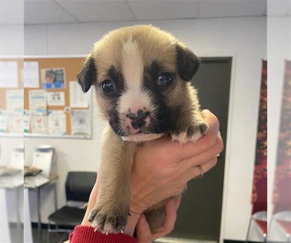 Medium Photo #2 Border Collie Puppy For Sale in San Bernardino, CA, USA