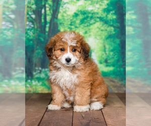 Aussiedoodle Miniature Puppy for sale in SHIPSHEWANA, IN, USA