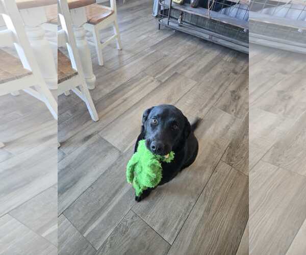 Medium Photo #4 Labrador Retriever-Unknown Mix Puppy For Sale in Castle Rock, CO, USA