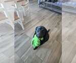 Small #3 Labrador Retriever Mix