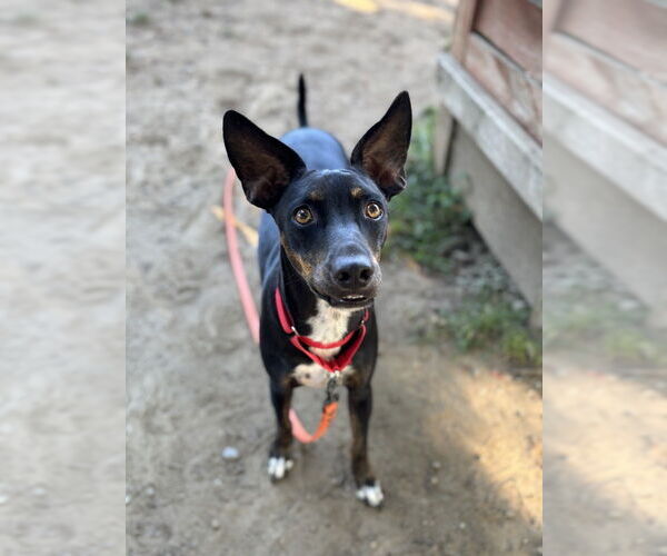 Medium Photo #3 Australian Kelpie-Unknown Mix Puppy For Sale in Brewster, NY, USA