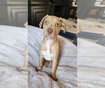 Small #8 American Pit Bull Terrier-Bulldog Mix