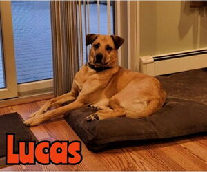 LUCAS - Male Mutt Dog for Adoption - Photo #8