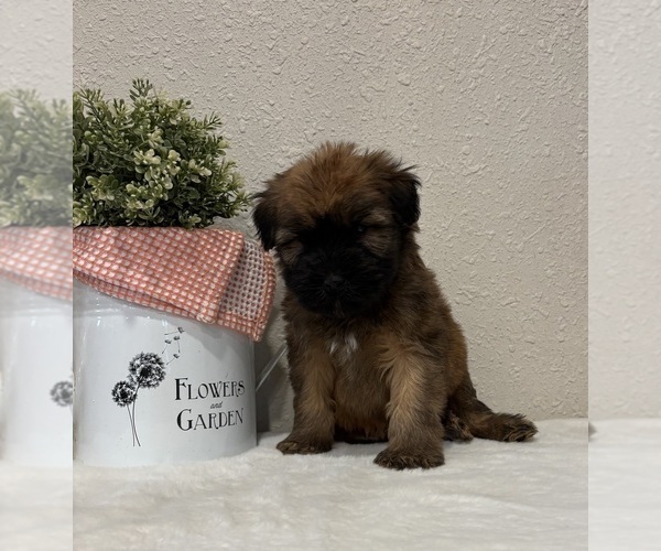 Medium Photo #2 Soft Coated Wheaten Terrier Puppy For Sale in SALEM, MO, USA