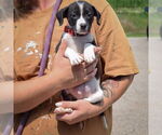 Small #1 Border Collie Mix