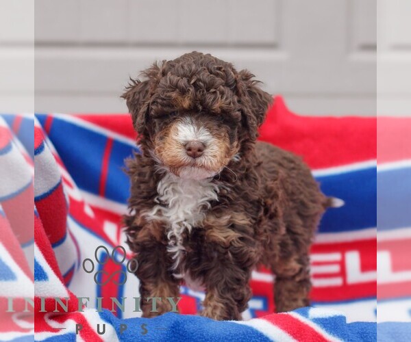 Medium Photo #1 Bernedoodle (Miniature) Puppy For Sale in MORGANTOWN, PA, USA