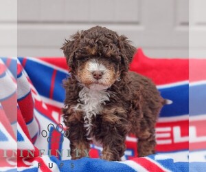 Bernedoodle (Miniature) Puppy for sale in MORGANTOWN, PA, USA
