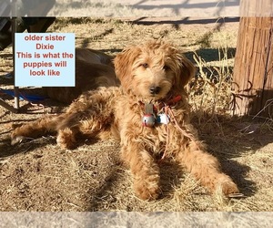 Goldendoodle Puppy for sale in WICKENBURG, AZ, USA
