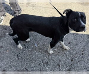 Mutt Dogs for adoption in San Bernardino, CA, USA