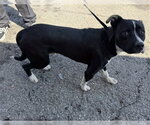 SPENCER - Male Mutt Dog for Adoption - Small photo