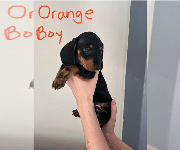 Medium Photo #6 Dachshund Puppy For Sale in GOTHA, FL, USA
