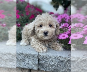 Coton de Tulear-Poodle (Toy) Mix Puppy for sale in CANOGA, NY, USA