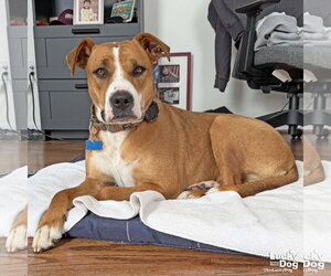 Cynthia - Female Mutt Dog for Adoption - Photo #3