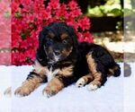 Small #2 Aussiedoodle Miniature 