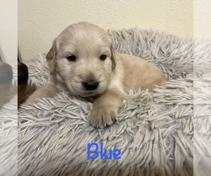 Golden Retriever Puppy for sale in MERIDIAN, ID, USA
