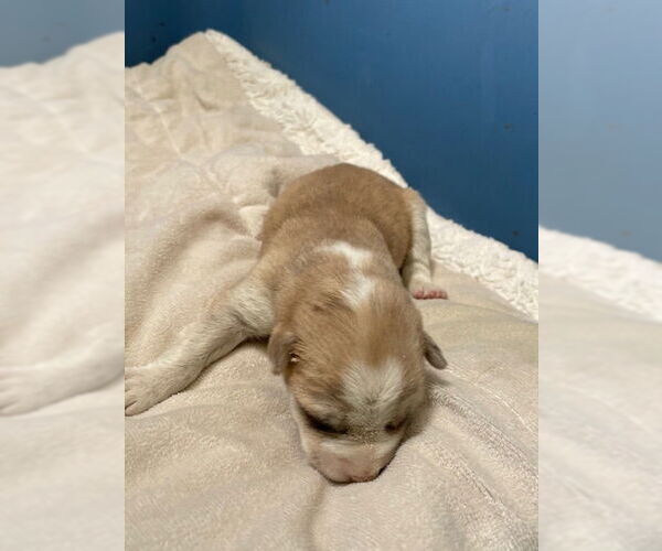 Medium Photo #1 Siberian Husky Puppy For Sale in HESPERIA, CA, USA