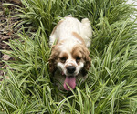 Small Photo #1 Cocker Spaniel Puppy For Sale in TRINITY, NC, USA