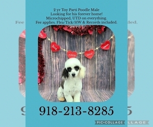 Poodle (Toy) Puppy for sale in CLAREMORE, OK, USA
