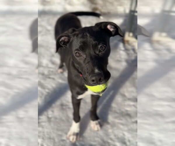 Medium Photo #6 Mutt Puppy For Sale in Bemidji, MN, USA