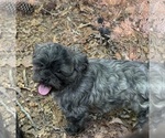 Small Photo #1 ShihPoo Puppy For Sale in GLOUCESTER, VA, USA