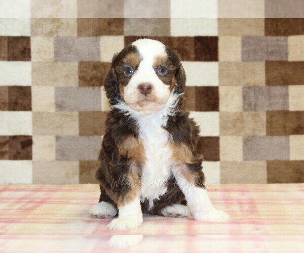 Medium Photo #3 Bernedoodle (Miniature) Puppy For Sale in DENVER, PA, USA