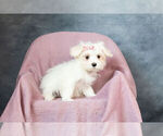 Small Photo #2 Maltese Puppy For Sale in WARSAW, IN, USA