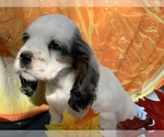Small Photo #5 Cocker Spaniel Puppy For Sale in CROSS TIMBERS, MO, USA