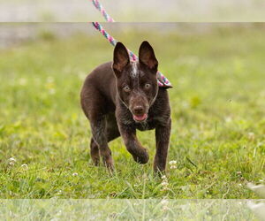 Mutt Dogs for adoption in Garden City, NY, USA
